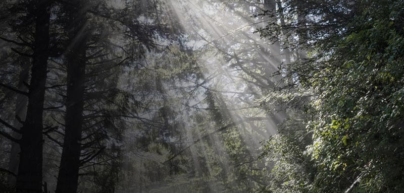 Sun Rays in a Fog in the Forest